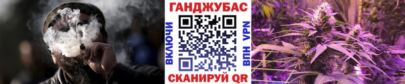 Каннабис планчик Гай